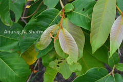 Terminalia gella
